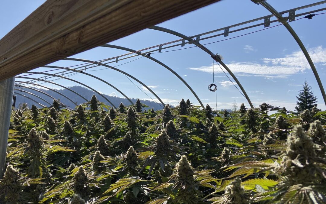 Hormones Role in Cannabis Cultivation