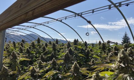 Hormones Role in Cannabis Cultivation