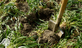 A shovel digging green manure into soil for fertilizing.