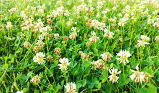 A lawn of green clover leaves with white flowers