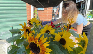 A woman tending to a bunch of sunflowers outside in the sun.