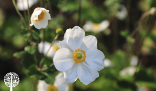 White fall anemones.