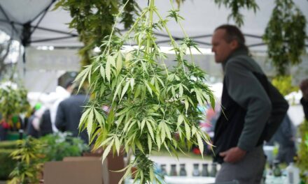 Advocates urge Vancouver cannabis tourism, calling 4-20 a ‘debacle’