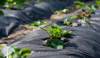 Plants growing under black plastic mulch.