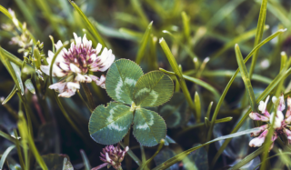 A four leaf clover in the grass with a purple clover flower behind
