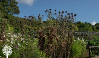 Dry bushes and healthy, green plants and trees in a large garden.