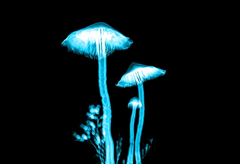 Image of magic mushrooms used in shamanic journeying