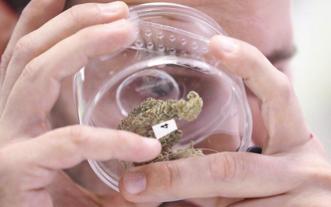 Tilray shares sink after it reports US$105M Q3 loss and cuts adjusted EBITDA guidance