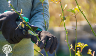 A gardener pruning a rose bush.