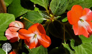 Orange impatiens with green leaves.