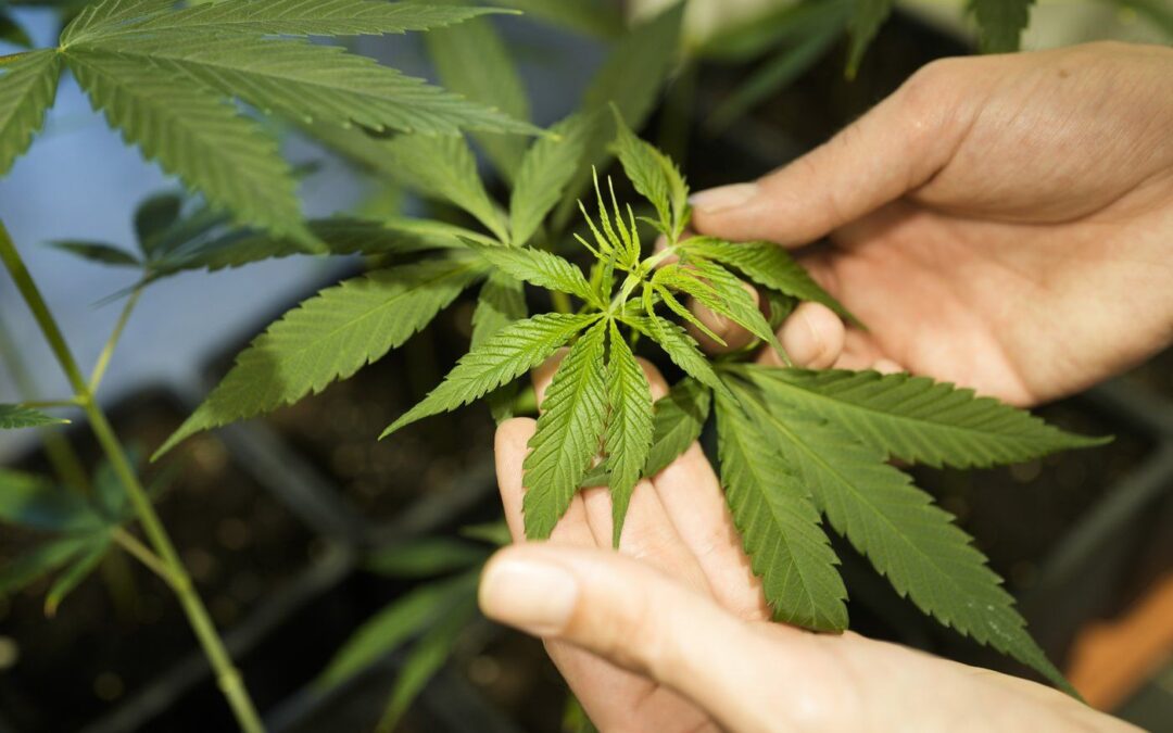 Germany’s plan to liberalize cannabis rules clears its final parliamentary hurdle