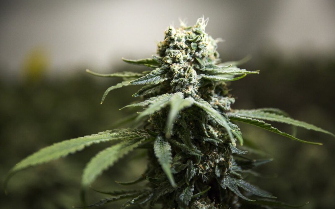 Federal cannabis review calls for look at tax structure among 54 recommendations