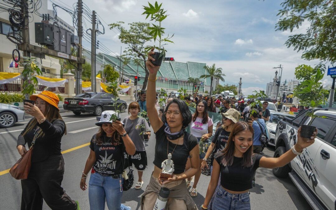 Cannabis advocates in Thailand protest a proposal to ban again its general use