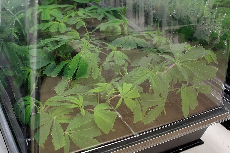 Identify and naturally eliminate cannabis pests