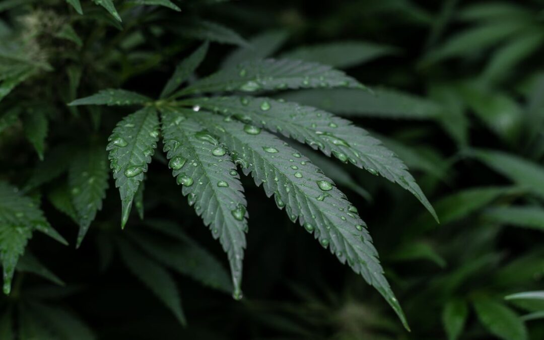 Alberta now allowing private label cannabis products