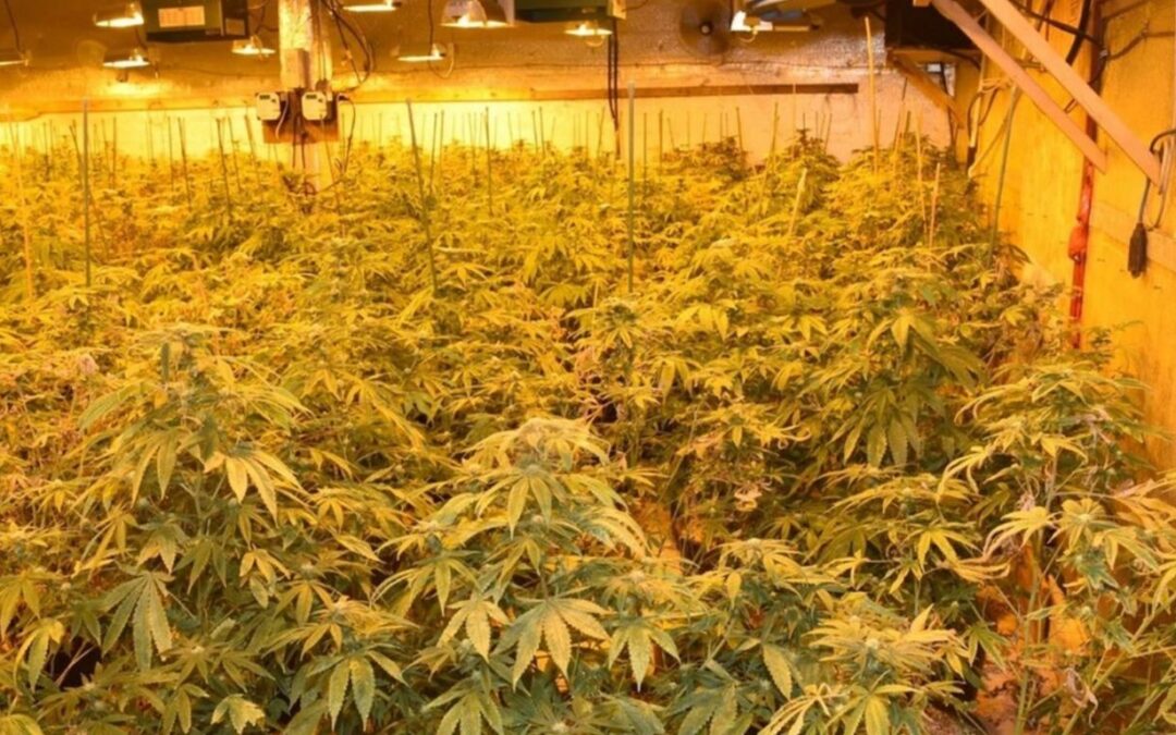 Police in BC seize thousands of cannabis plants along with guns, suspected fentanyl and cocaine from Abbotsford facility