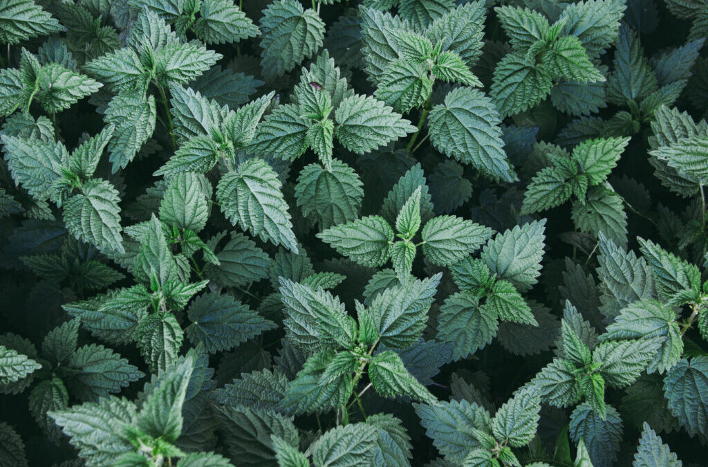 From the Editor: A kaleidoscope of cannabis