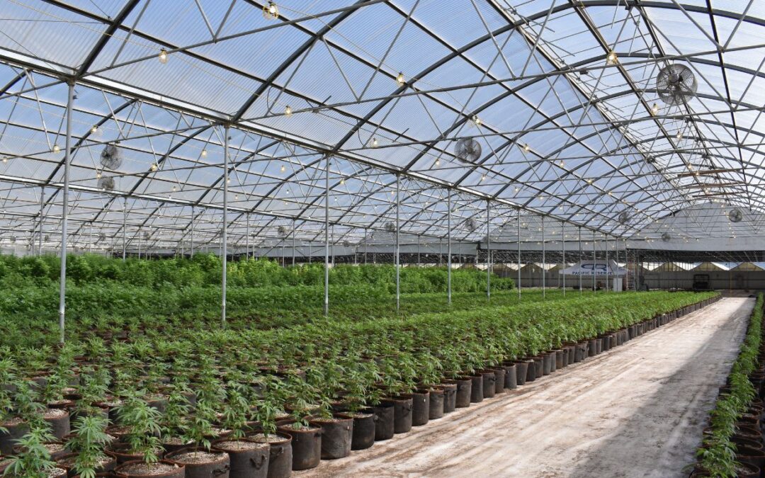 Net loss of $25 million for Aurora Cannabis in most recently quarterly report