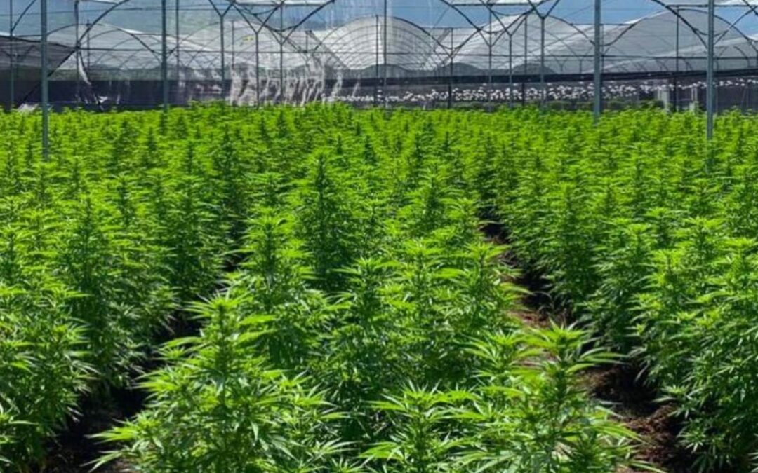 Avicanna reports $6.3 million in net revenue and decreasing losses in Q3 2024