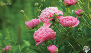 Peonies