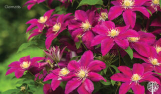 Clematis