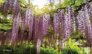 Wisteria