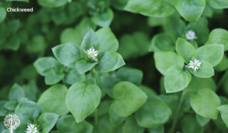 Chickweed growing in the garden