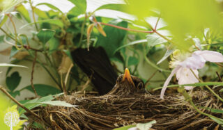 attracting birds with native plants