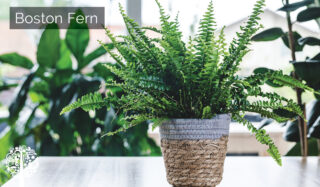Boston fern is a great addition to the bedroom