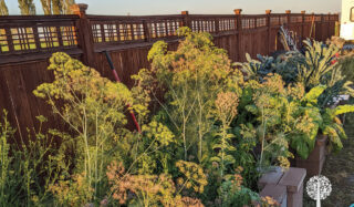 Russell's volunteer dill plants hard at work