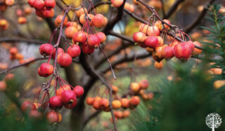 Edimental Gardening