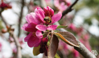 Crab Apples: The Perfect Match For Pollinators