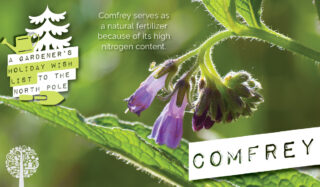 sustainable gift idea number two: Comfrey serves as a natural fertilizer because of its high nitrogen content.