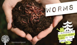 sustainable gift idea number one: a package of red wiggler worms under the tree would be great.