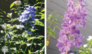 Plant of the Month: Why Eco-Conscious Gardeners Love Delphiniums