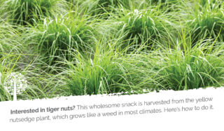 Tiger nuts look like weeds when they grow