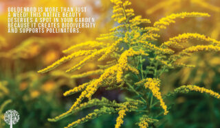 Goldenrod creates biodiversity