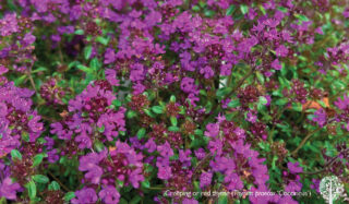 Creeping or red thyme (Thymus praecox ‘Coccineus’) 