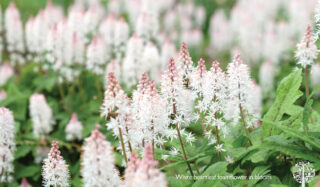 Tiarella cordifolia (foamflower)