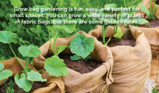 The Golden Rules for Gardening in Grow Bags; 5 Tips to Ensure You Succeed