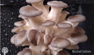 Mushrooms growing in the bucket