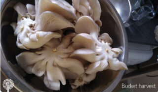 Young oysters