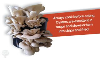 Always cook the mushrooms before consuming