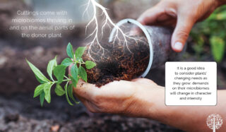 Cuttings come with microbiomes thriving in and on the aerial parts of the donor plant.