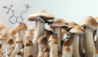 mushrooms contain many medicinal properties