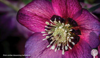 Unusual blooming time