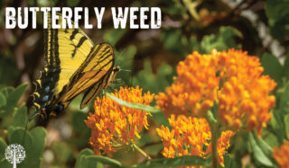 Butterfly weed