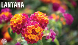 Lantana