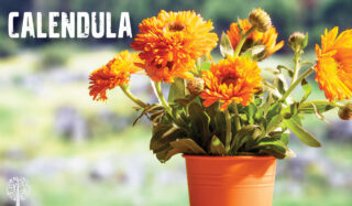 Calendula