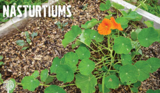 Nasturtiums